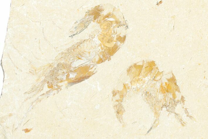 Two Cretaceous Fossil Shrimp - Lebanon #322085